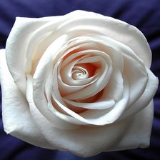 Оригинал схемы вышивки «белая роза» (№725112)