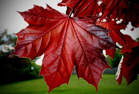 Осенний лист кленовый - клен, осень - оригинал