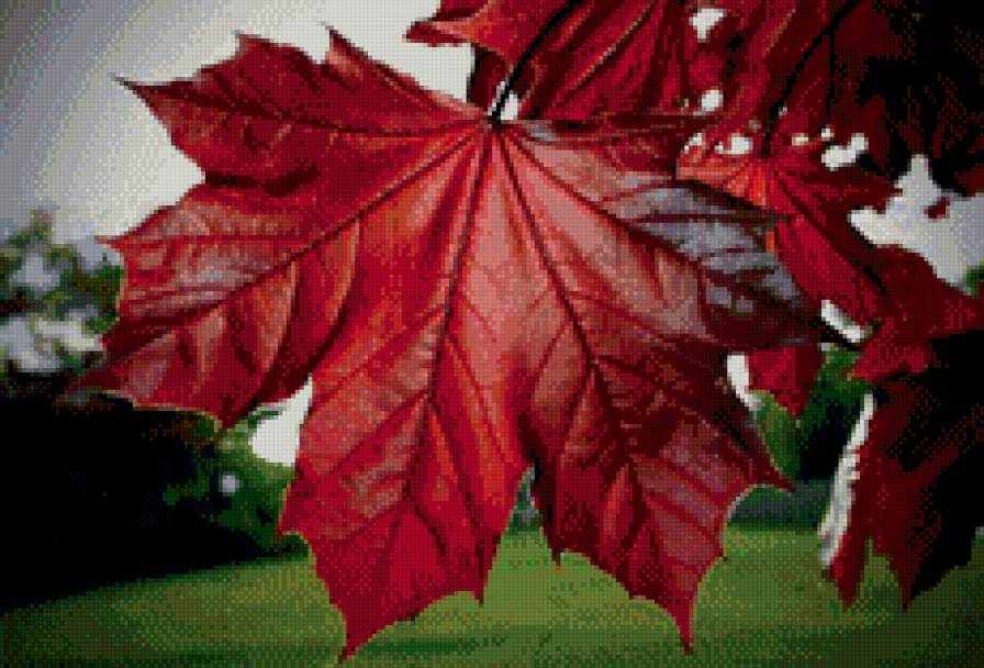 Осенний лист кленовый - клен, осень - предпросмотр