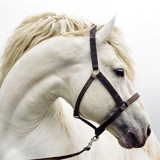 Оригинал схемы вышивки «белая лошадь» (№731059)