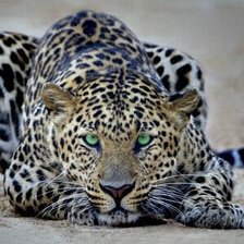 Шикарный леопард