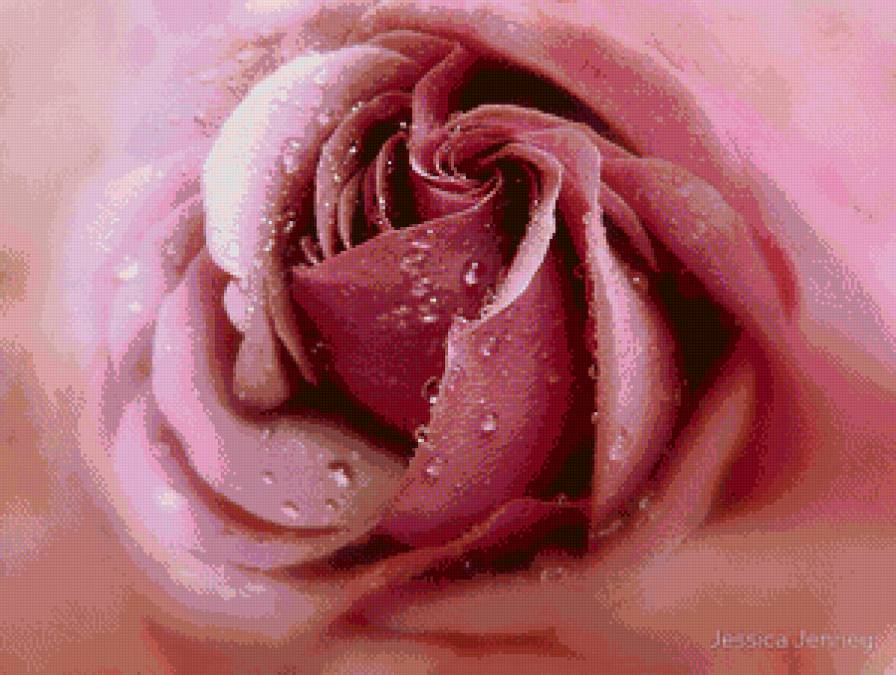 №734070 - макро, роса, цветок, роза, розовый, капля - предпросмотр