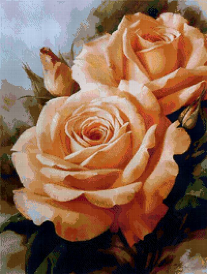 №736051 - цветок, роза - предпросмотр