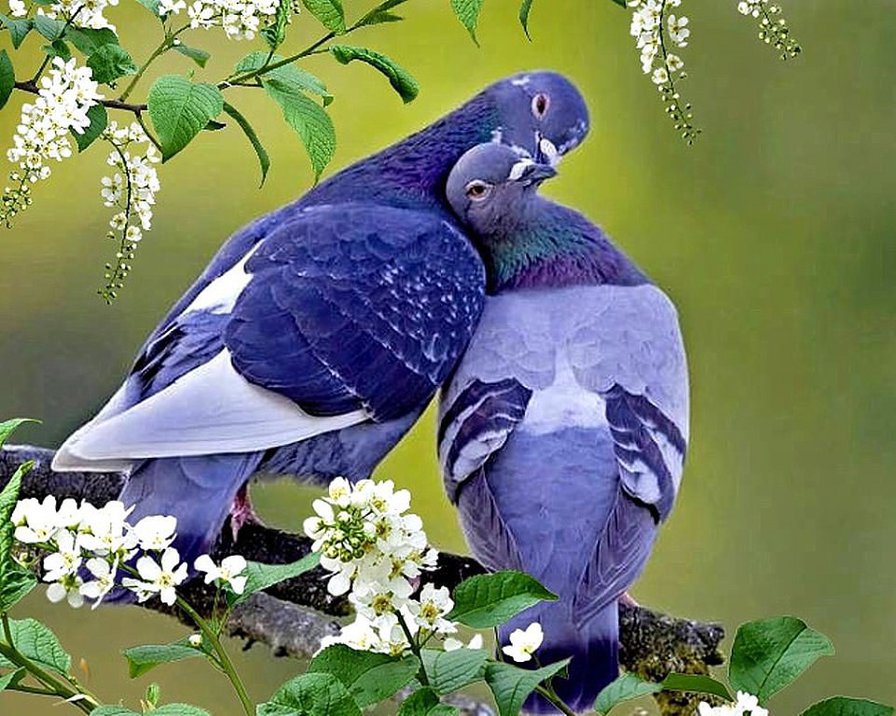 Влюбленные голуби - птицы, голуби, любовь - оригинал