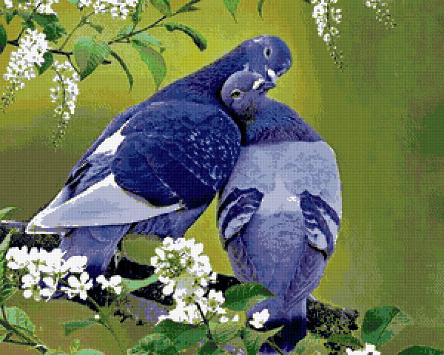 Влюбленные голуби - голуби, любовь, птицы - предпросмотр