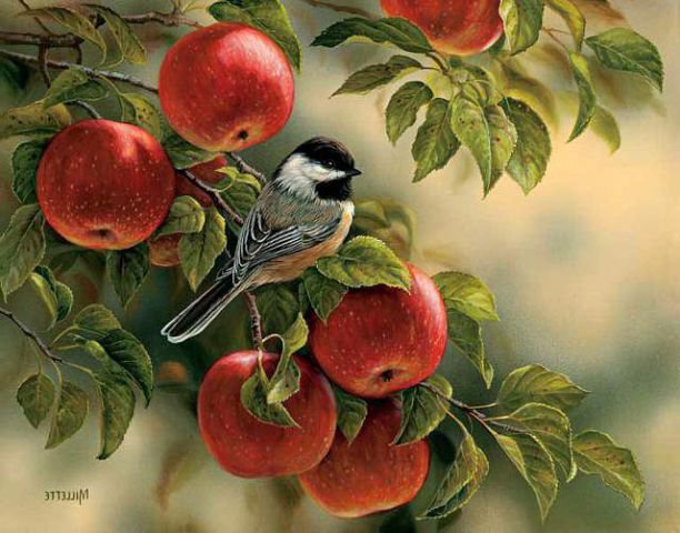 Птицы - природа, деревья, яблоки, птицы - оригинал