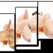 Схема вышивки «триптих "орхидеи"»