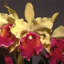 Схема вышивки «Желтые орхидеи»