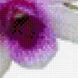 Предпросмотр схемы вышивки «Орхидеи» (№744013)