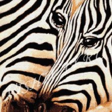 Схема вышивки «две зебры»
