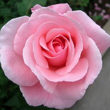 Оригинал схемы вышивки «роза цветок любви» (№747385)