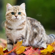Схема вышивки «Осенний кот»