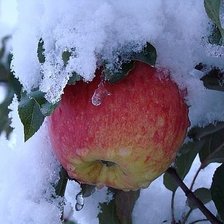 Схема вышивки «Яблоки под снегом»