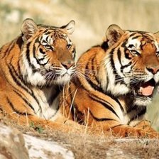Схема вышивки «Тигр и тигрица»