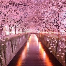 Тоннель из сакуры, Япония.