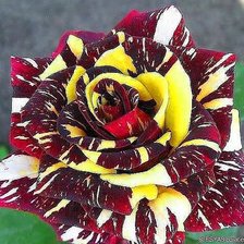 Схема вышивки «Необычная роза»
