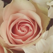Оригинал схемы вышивки «Розовые розы» (№757970)