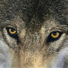 Схема вышивки «Взгляд волка»