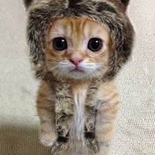 Схема вышивки «Котёнок в шапочке»