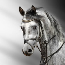 Схема вышивки «серия ,,кони"»