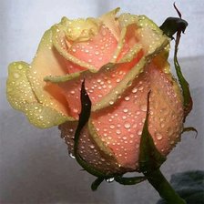 Оригинал схемы вышивки «бутон розы в росе» (№767202)