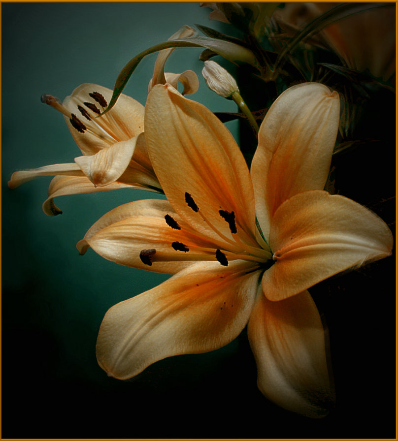 Lilium - цветы - оригинал