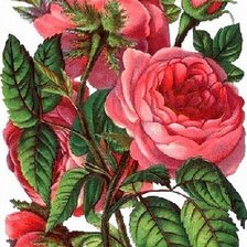 Оригинал схемы вышивки «Розы» (№776522)