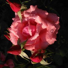 Схема вышивки «кустовая роза»