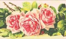 Схема вышивки «Рзовые розы панно»