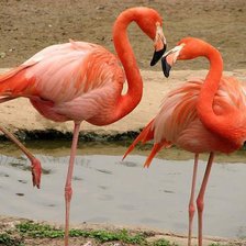 розовый фламинго