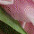 Предпросмотр схемы вышивки «розовые тюльпаны» (№780146)