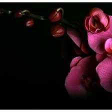 Схема вышивки «Розовая Орхидея»