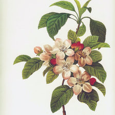 Схема вышивки «цвет яблони»