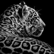Схема вышивки «Монозром леопард»