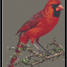 Схема вышивки «Красный кардинал»
