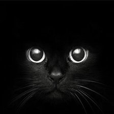 Схема вышивки «Кошка на черном фоне»
