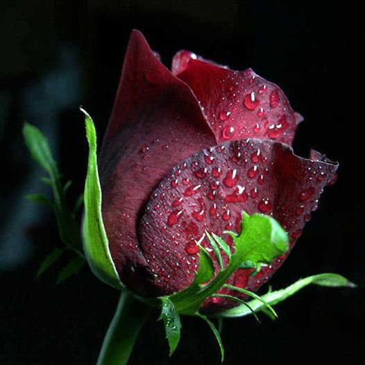 одинокая роза - оригинал