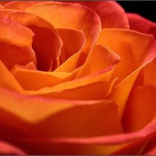 Оригинал схемы вышивки «Роза оранжевая» (№794695)