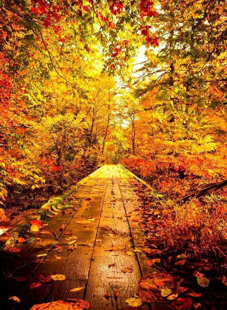 золотая осень - природа, осень, пейзаж - оригинал