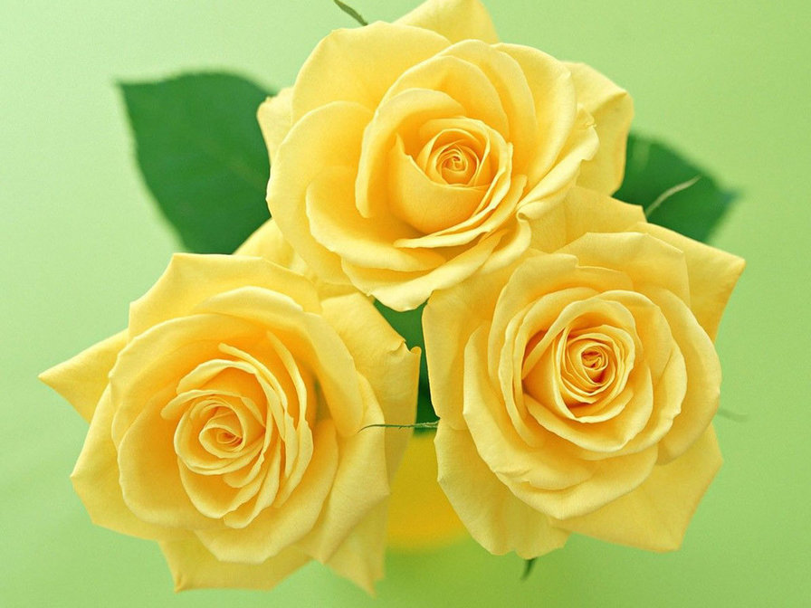 желтые розы - розы, цветы - оригинал