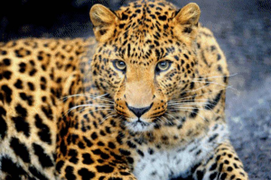 Леопард - животные, леопард, дикие животные - предпросмотр