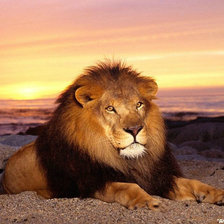король лев