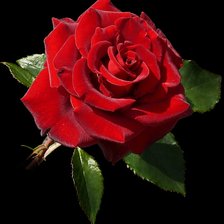 Схема вышивки «Шикарная роза красная.»