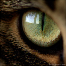 Схема вышивки «глаз кошки»