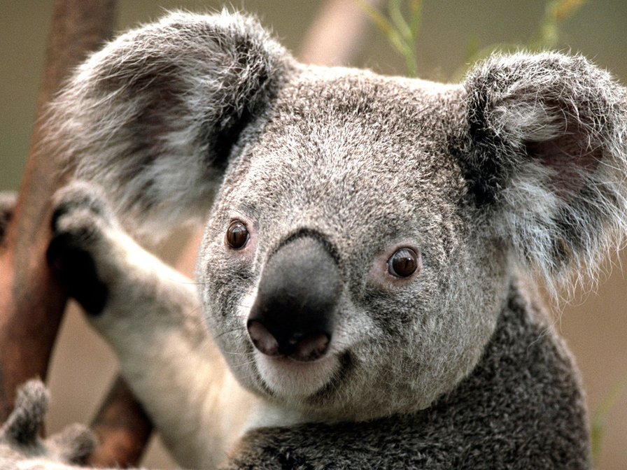 Коала - коала, животные - оригинал