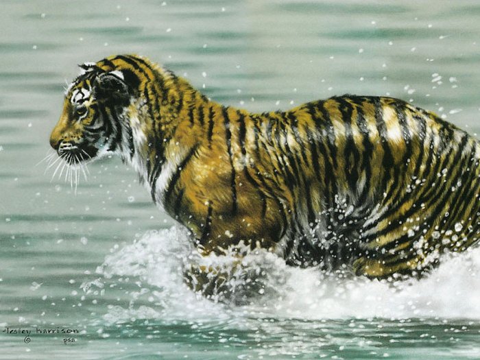 тигр - животное - оригинал