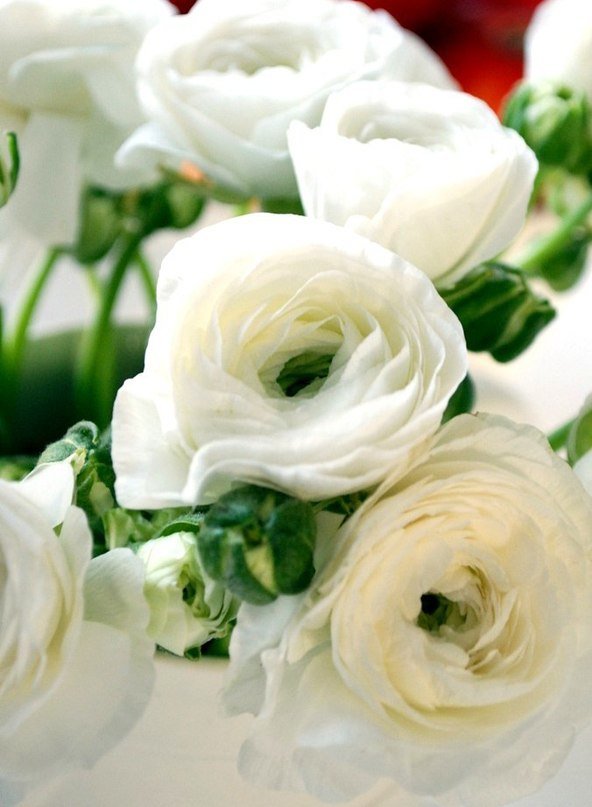 Белые розы - розы, цветы - оригинал