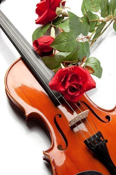 №810615 - ноты, цветы, розы, скрипка - оригинал