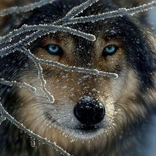 Схема вышивки «Подушка волк зимой»