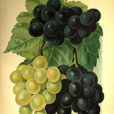 сочный виноград